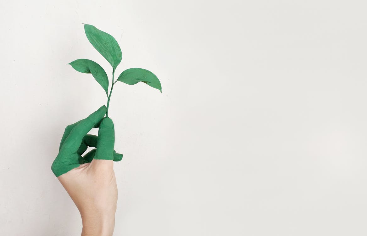 Lush green botanical leaves in natural light