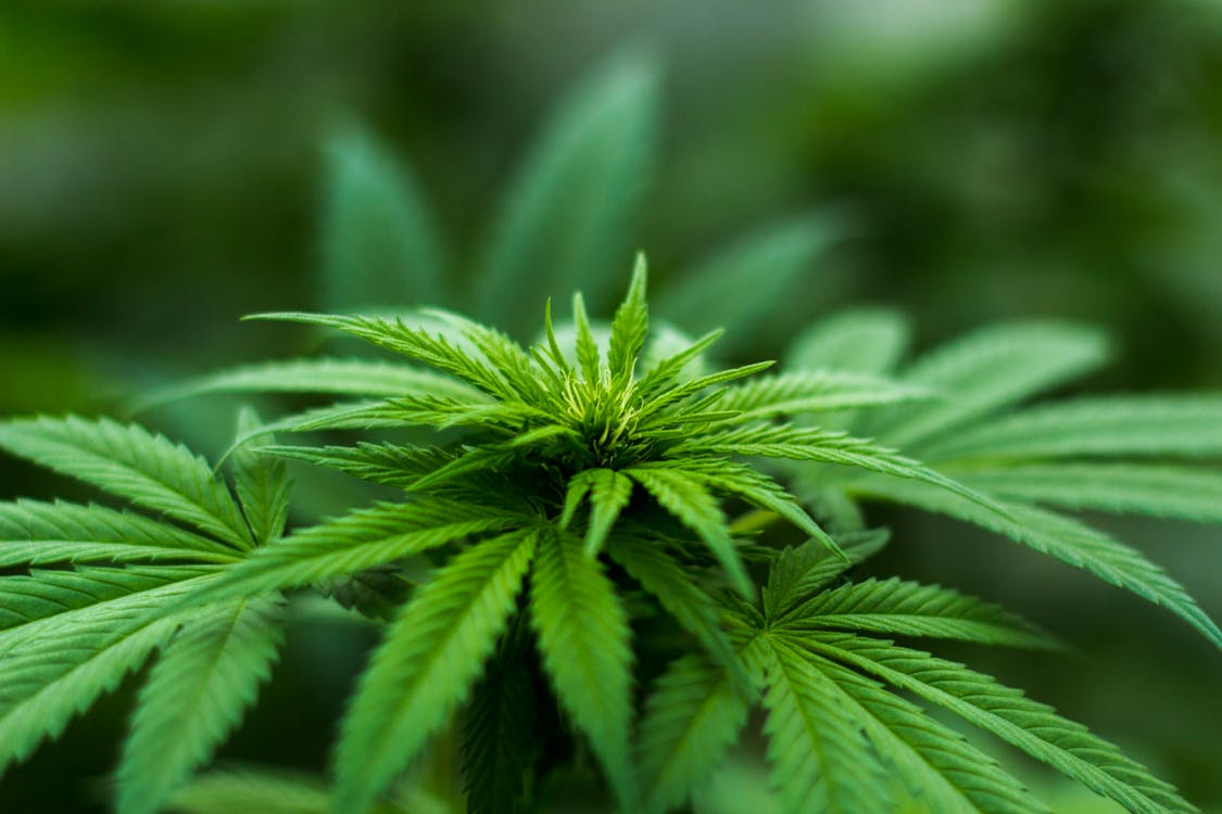 Expansive hemp field under open sky